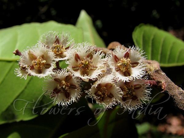 South Indian Marble Tree
